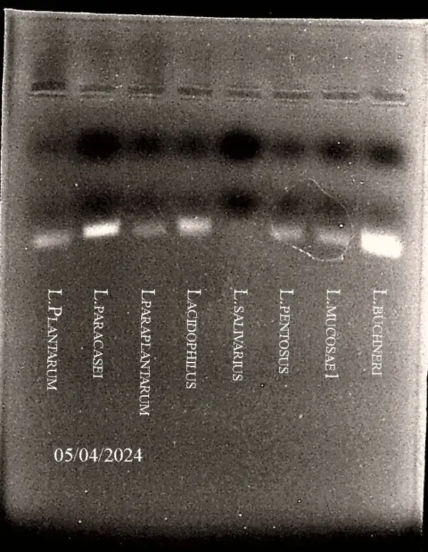 20240505-083905-probiotics